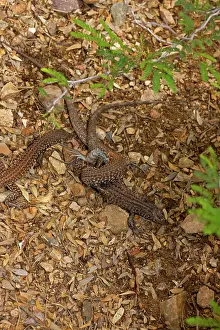 Cnemidophorus: Sonoran Spotted Whiptail - Two females mating