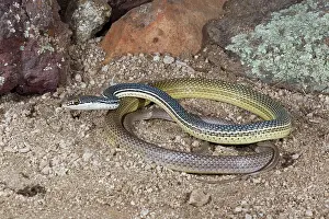 Whipsnake: Sonoran Whipsnake