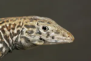 Aspidoscelis: Sonoran Whiptail Lizard (Aspidoscelis tigris)