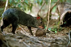 Opening: Sooty Agouti - opening Brazil Nut - seed dispersal