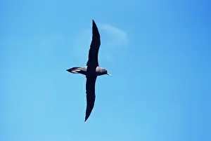 Sooty: Sooty Albatross