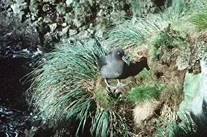Albatross: SOOTY ALBATROSS - on cliff