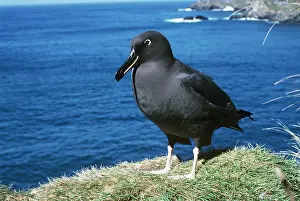 Sooty: Sooty albatross - on cliff edge