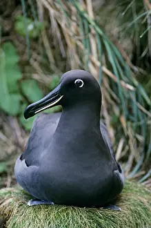 Sooty: Sooty albatross on nest