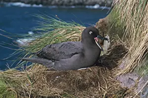 Sooty: Sooty albatross on nest incubating