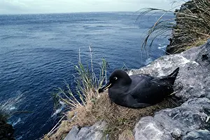Sooty: Sooty albatross on nest incubating