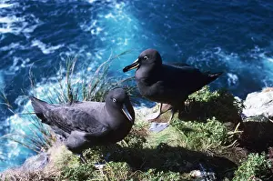 Sooty: Sooty albatross - pair on cliff edge