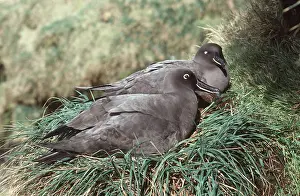 Albatross: Sooty Albatross - pair at nest