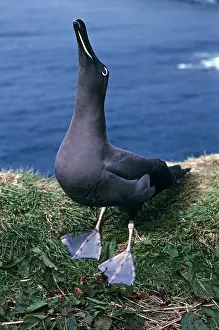Sooty: Sooty albatross - skycalling (courtship behaviour)