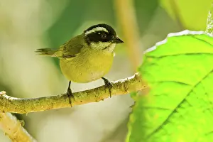 Dota: Sooty-capped Bush Tanager