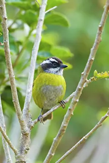 Dota: Sooty-capped Bush Tanager