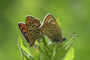 Lycaena: Sooty Copper