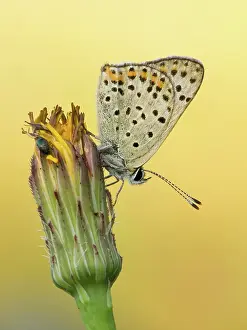 Lycaena: Sooty Copper