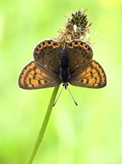 Lycaena: Sooty Copper