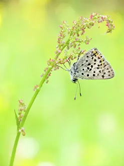 Lycaena: Sooty Copper