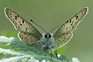 Lycaena: Sooty Copper