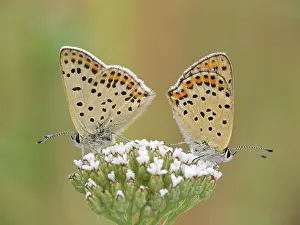 Lycaena: Sooty Copper