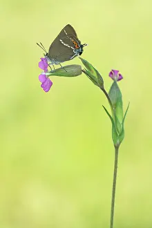 Satyrium: Sooty Copper
