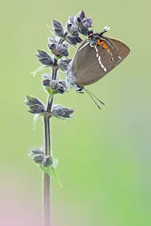 Satyrium: Sooty Copper