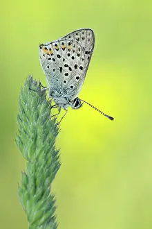 Lycaena: Sooty Copper
