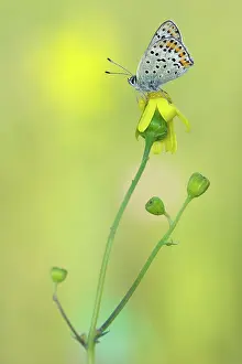 Lycaena: Sooty Copper