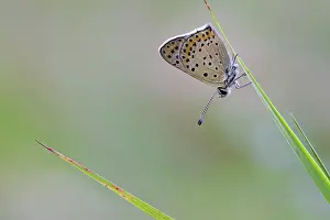 Blade: Sooty Copper