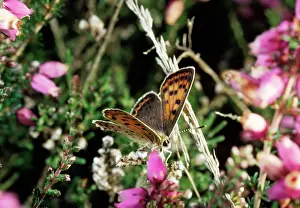 Coppers: Sooty Copper BUTTERFLY