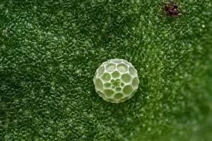 Thomas Marent: Sooty Copper (Lycaena tityrus) egg of butterfly