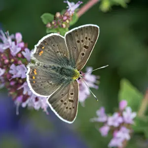 Copper: Sooty Copper (Lycaena tityrus), male sitting on
