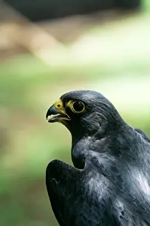 Sooty: Sooty Falcon