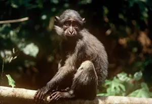 Leone: Sooty Mangabey Monkey - on branch