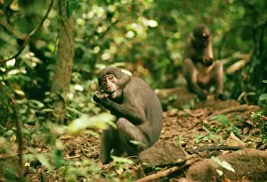 Sooty: Sooty Mangabey MONKEY - on ground