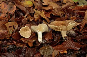 Fuliginosus: Sooty Milkcap, Chaumontel, For t de Coye, Val-d'Oise