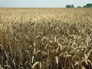 Mold: Sooty Mold on Wheat