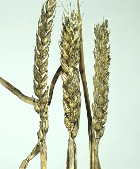 Mold: Sooty mold on wheat ears
