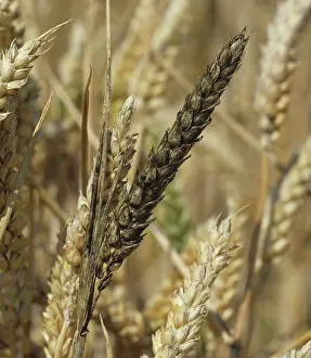 Mold: Sooty mold on wheat ears