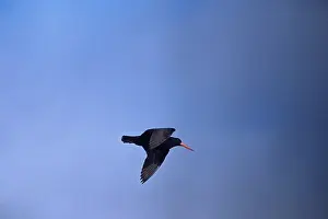 Oystercatchers: Sooty Oystercatcher - in flight