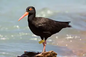 Oystercatchers: Sooty Oystercatcher - leg tagged