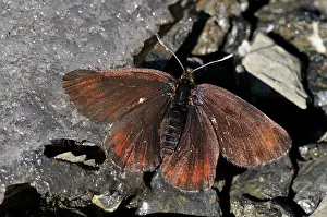 Ringlet: Sooty Ringlet