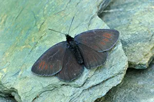 Ringlet: Sooty Ringlet