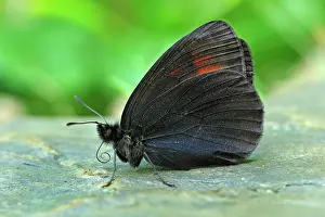 Ringlet: Sooty Ringlet