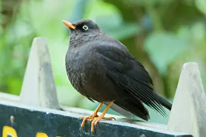Dota: Sooty Robin