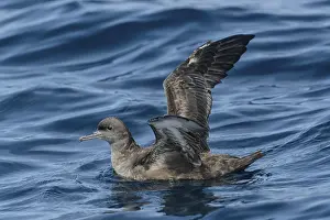 September: Sooty Shearwater (Ardenna grisea)