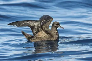 Israels: Sooty Shearwater (Ardenna grisea), Eilat, Israel