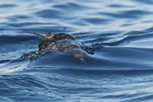 Israels: Sooty Shearwater (Ardenna grisea), Eilat, Israel