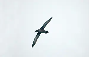 Puffinus: Sooty SHEARWATER - in flight