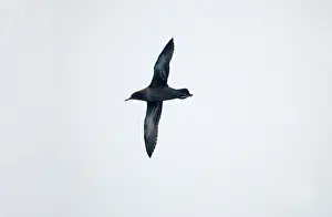 Sooty: Sooty SHEARWATER - in flight