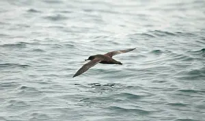 Puffinus: Sooty SHEARWATER - in flight over water