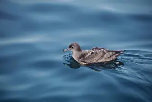 Muttonbird: Sooty SHEARWATER / Muttonbird