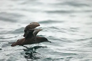 Puffinus: Sooty SHEARWATER - taking off from water